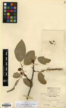 Type specimen at Edinburgh (E). Wilson, Ernest: 2154. Barcode: E00301532.