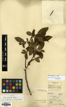 Type specimen at Edinburgh (E). Ducloux, Francois: 669. Barcode: E00301536.