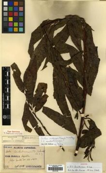 Type specimen at Edinburgh (E). Faurie, Urbain: 276. Barcode: E00301546.