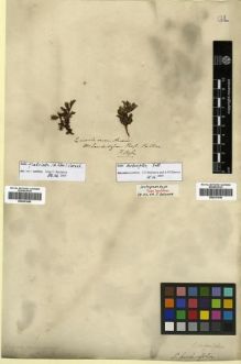 Type specimen at Edinburgh (E). Pallas, Peter Simon: . Barcode: E00301548.