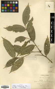 Type specimen at Edinburgh (E). Kerr, Arthur: 1821. Barcode: E00301551.