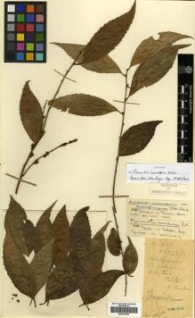 Type specimen at Edinburgh (E). Cavalerie, Pierre: 3327. Barcode: E00301554.