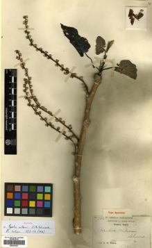 Type specimen at Edinburgh (E). Wilson, Ernest: 706.A. Barcode: E00301557.