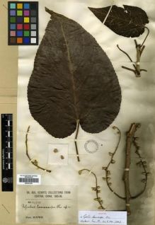 Type specimen at Edinburgh (E). Henry, Augustine: 5423A. Barcode: E00301559.