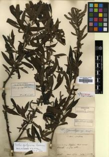 Type specimen at Edinburgh (E). Faurie, Urbain: 6615. Barcode: E00301564.