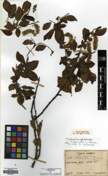 Type specimen at Edinburgh (E). Faurie, Urbain: 5758. Barcode: E00301568.