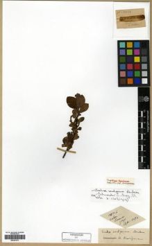 Type specimen at Edinburgh (E). Faurie, Urbain: 10026. Barcode: E00301573.