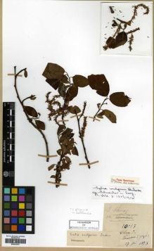 Type specimen at Edinburgh (E). Faurie, Urbain: 10027. Barcode: E00301574.