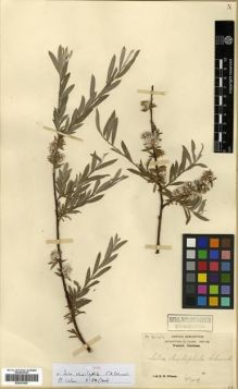 Type specimen at Edinburgh (E). Wilson, Ernest: 2146. Barcode: E00301587.