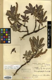 Type specimen at Edinburgh (E). Forrest, George: 10256. Barcode: E00301595.