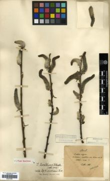 Type specimen at Edinburgh (E). Maire, Edouard-Ernest: . Barcode: E00301599.