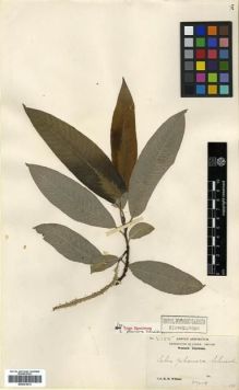 Type specimen at Edinburgh (E). Wilson, Ernest: 2155. Barcode: E00301613.