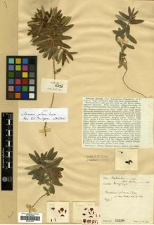 Type specimen at Edinburgh (E). Lace, John: 6328. Barcode: E00301616.