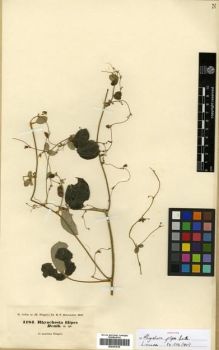 Type specimen at Edinburgh (E). Hohenacker, Rudolph: 1184. Barcode: E00301618.