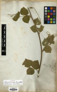 Type specimen at Edinburgh (E). Wallich, Nathaniel: 5554A. Barcode: E00301619.