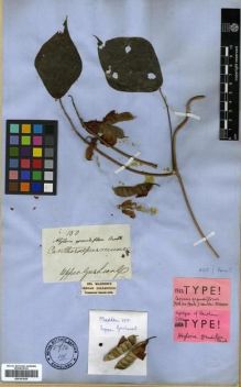 Type specimen at Edinburgh (E). Madden, Edward: 150. Barcode: E00301625.