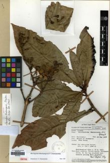 Type specimen at Edinburgh (E). Van Beusekom, C.F. & Phengkhlai, C.: 1008. Barcode: E00301641.