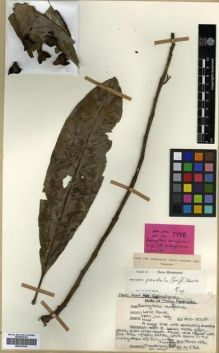 Type specimen at Edinburgh (E). Dr G. King's Collector: 5746. Barcode: E00301644.