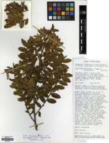 Type specimen at Edinburgh (E). Barker, W.R.; Dagu, F.; Verdcourt, B.: LAE 67762. Barcode: E00301646.