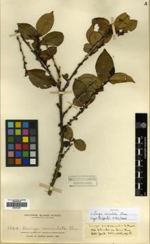 Type specimen at Edinburgh (E). Elmer, Adolph: 9544. Barcode: E00301647.