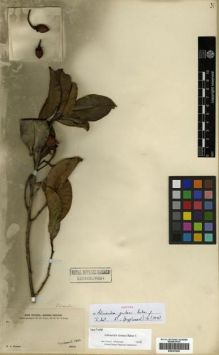 Type specimen at Edinburgh (E). Forbes, Henry: 545. Barcode: E00301650.