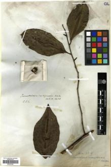 Type specimen at Edinburgh (E). Wallich, Nathaniel: 1452. Barcode: E00301652.