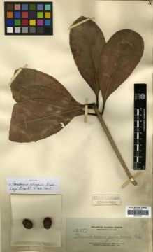Type specimen at Edinburgh (E). Elmer, Adolph: 12397. Barcode: E00301657.