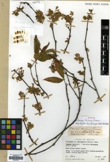 Type specimen at Edinburgh (E). Grierson, Andrew; Long, David: 4672. Barcode: E00301664.