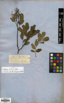 Type specimen at Edinburgh (E). Hooker, Joseph; Thomson, Thomas: . Barcode: E00301665.