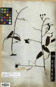 Type specimen at Edinburgh (E). Wallich, Nathaniel: 5856.A. Barcode: E00301676.