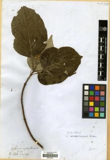 Type specimen at Edinburgh (E). Wallich, Nathaniel: 469. Barcode: E00301681.