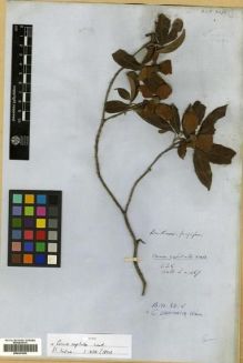 Type specimen at Edinburgh (E). Wallich, Nathaniel: 467. Barcode: E00301682.