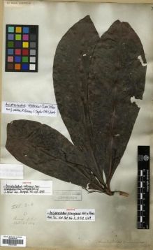 Type specimen at Edinburgh (E). Wallich, Nathaniel: 1054. Barcode: E00301686.