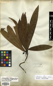 Type specimen at Edinburgh (E). Wallich, Nathaniel: 1053. Barcode: E00301687.