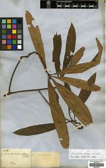 Type specimen at Edinburgh (E). Wallich, Nathaniel: 1053. Barcode: E00301688.