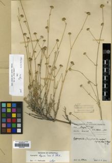 Type specimen at Edinburgh (E). Lace, John: 3944. Barcode: E00301690.