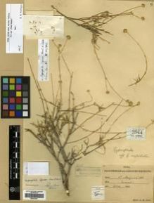 Type specimen at Edinburgh (E). Lace, John: 3944. Barcode: E00301691.