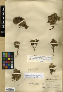 Type specimen at Edinburgh (E). Stewart, J: . Barcode: E00301692.