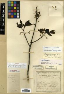 Type specimen at Edinburgh (E). Léveillé, Augustin: 2349. Barcode: E00301695.