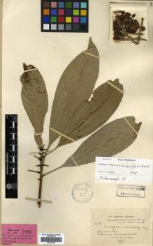 Type specimen at Edinburgh (E). Kerr, Arthur: 14558. Barcode: E00301699.