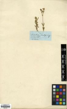 Type specimen at Edinburgh (E). Fischer, Friedrich Ernst Ludwig von: . Barcode: E00301700.