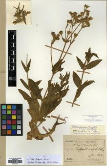Type specimen at Edinburgh (E). Taquet, Emile: 4126. Barcode: E00301703.