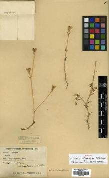 Type specimen at Edinburgh (E). Walton, H.: 105. Barcode: E00301704.