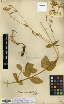 Type specimen at Edinburgh (E). Forrest, George: 11229. Barcode: E00301712.