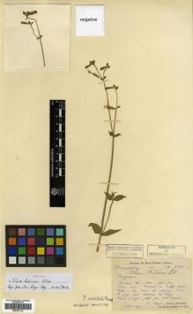 Type specimen at Edinburgh (E). Bodinier, Emile: 2691. Barcode: E00301714.