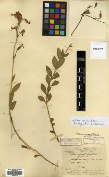 Type specimen at Edinburgh (E). Maire, Edouard-Ernest: . Barcode: E00301715.