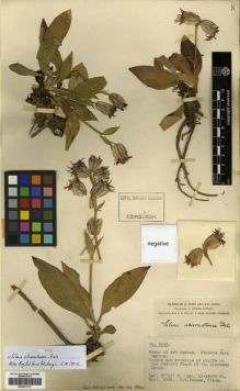 Type specimen at Edinburgh (E). Forrest, George: 3043. Barcode: E00301717.