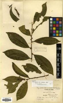 Type specimen at Edinburgh (E). Kerr, Arthur: 3499A. Barcode: E00301735.
