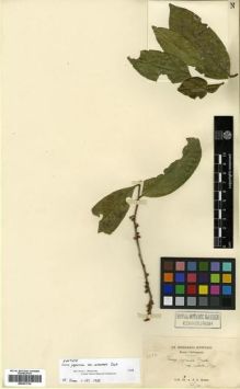 Type specimen at Edinburgh (E). Kerr, Arthur: 4682. Barcode: E00301736.