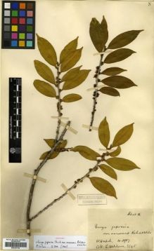 Type specimen at Edinburgh (E). Wilson, Ernest: 3545. Barcode: E00301744.